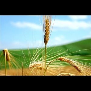 Meet your Posher, Laila